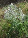   (Salvia aethiopis L.)