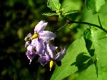  - (Solanum dulcamara L.)