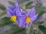 Паслен лохолистный (Solanum elaeagnifolium Cav.)