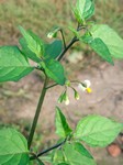   (Solanum nigrum L.)