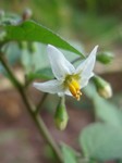   (Solanum nigrum L.)