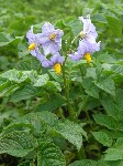  (Solanum tuberosum L.)