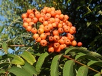   (Sorbus aucuparia L.)
