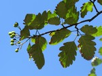 Рябина гибридная (Sorbus hybrida L.)
