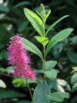 ������ �������� (Spiraea x billardii Dippel)