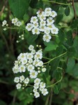 ������ �������  (Spiraea gracilis Maxim)