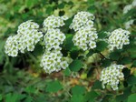 ������ ������������� (Spiraea trilobata L.)