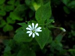   (Stellaria nemorum L.)