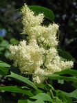 ������ �������� (Syringa amurensis Rupr.)