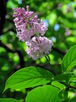 ������ �������� (Syringa komarowii C.K. Schneid.)