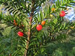   (Taxus canadensis Marshall)