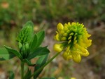   (Trifolium aureum Poll.)