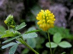   (Trifolium aureum Poll.)