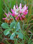   (Trifolium hybridum L.)