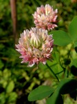   (Trifolium hybridum L.)