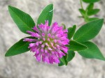   (Trifolium medium L.)