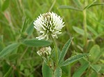   (Trifolium montanum L.)