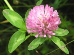   (Trifolium pratense L.)