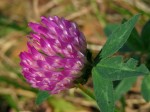  (Trifolium pratense L.)