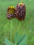   (Trifolium spadiceum L.)