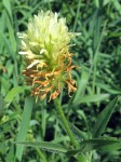   (Trifolium trichocephalum M. Bieb.)