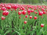  (Tulipa sp.)