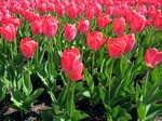  (Tulipa sp.)