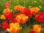 Тюльпан (Tulipa sp.)