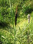   (Typha latifolia L.)