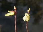   (Utricularia minor L.)