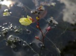   (Utricularia minor L.)