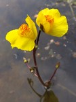   (Utricularia vulgaris L.)