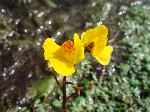   (Utricularia vulgaris L.)