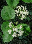 ������ ���������� (Viburnum recognitum Fern.)