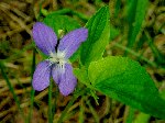 Фиалка собачья (Viola canina L.)