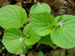   (Viola mirabilis L.)