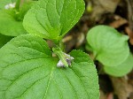   (Viola mirabilis L.)