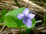   (Viola palustris L.)
