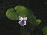 Фиалка болотная (Viola palustris L.)
