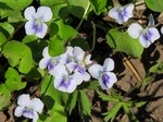   (Viola sororia Willd.)
