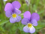   (Viola tricolor L.)