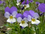   (Viola tricolor L.)