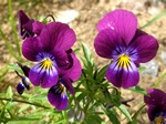   (Viola x wittrockiana Gams.)